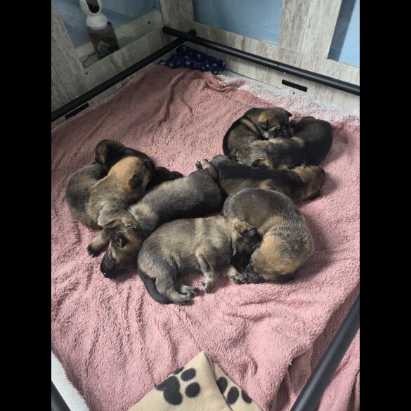 German Shepherd (Alsatian)