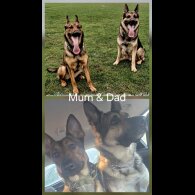 German Shepherd (Alsatian)