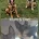 German Shepherd (Alsatian)