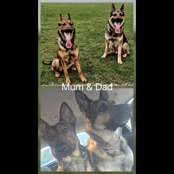 German Shepherd (Alsatian)