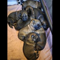 German Shepherd (Alsatian)