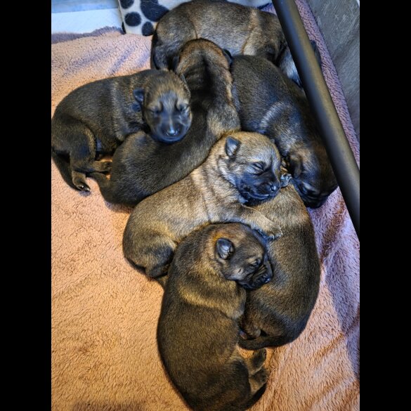 German Shepherd (Alsatian)