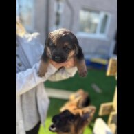 German Shepherd (Alsatian)