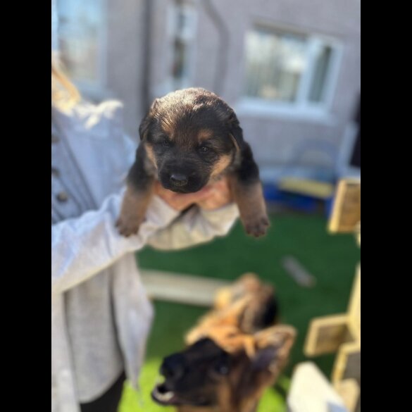 German Shepherd (Alsatian)