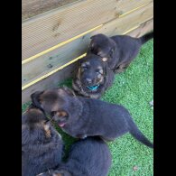 German Shepherd (Alsatian)