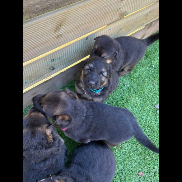 German Shepherd (Alsatian)