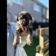 German Shepherd (Alsatian)