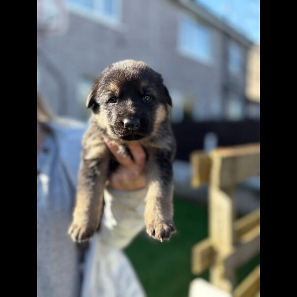 German Shepherd (Alsatian)