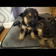 German Shepherd (Alsatian)