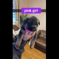 German Shepherd (Alsatian)