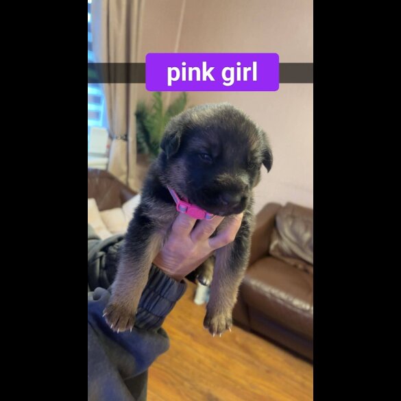 German Shepherd (Alsatian)