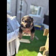 German Shepherd (Alsatian)