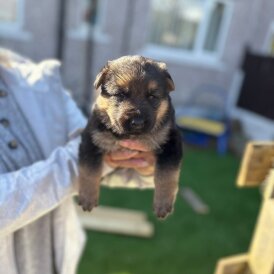 German Shepherd (Alsatian)