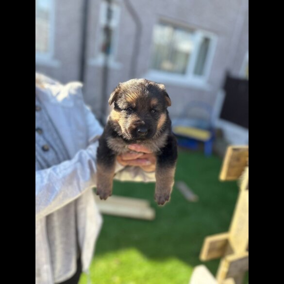 German Shepherd (Alsatian)