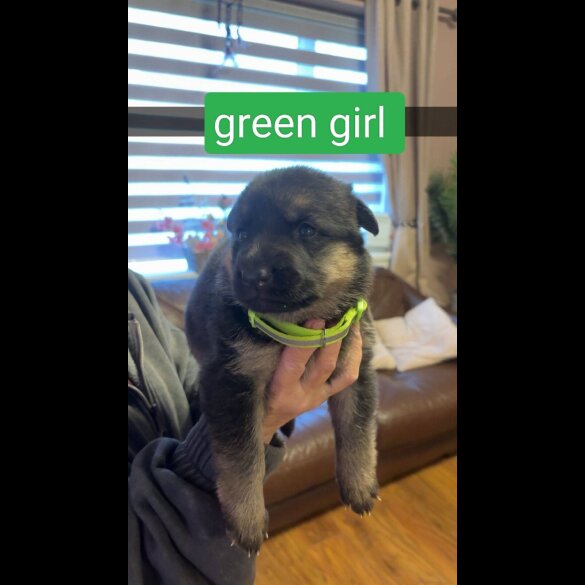 German Shepherd (Alsatian)