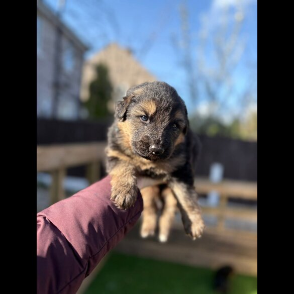 German Shepherd (Alsatian)