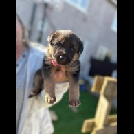 German Shepherd (Alsatian)