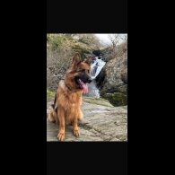 German Shepherd (Alsatian)