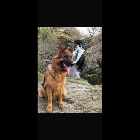 German Shepherd (Alsatian)