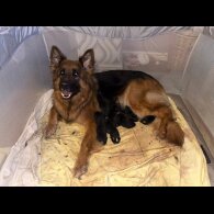 German Shepherd (Alsatian)