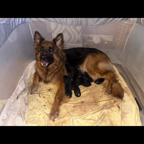 German Shepherd (Alsatian)