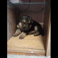 German Shepherd (Alsatian)