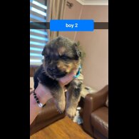 German Shepherd (Alsatian)