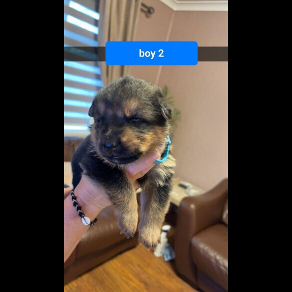 German Shepherd (Alsatian)