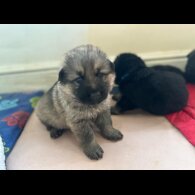 German Shepherd (Alsatian)