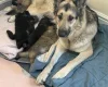 German Shepherd (Alsatian)