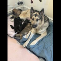 German Shepherd (Alsatian)