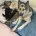 German Shepherd (Alsatian)