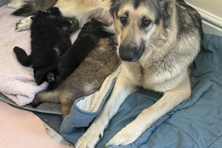German Shepherd (Alsatian)