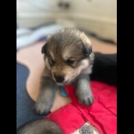 German Shepherd (Alsatian)