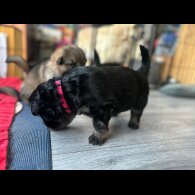 German Shepherd (Alsatian)