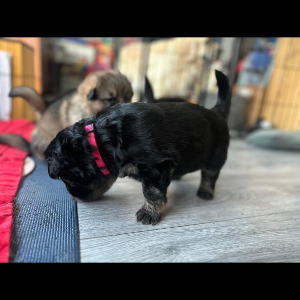 German Shepherd (Alsatian)