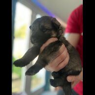 German Shepherd (Alsatian)