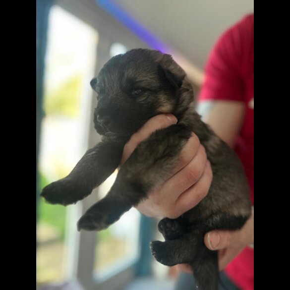 German Shepherd (Alsatian)