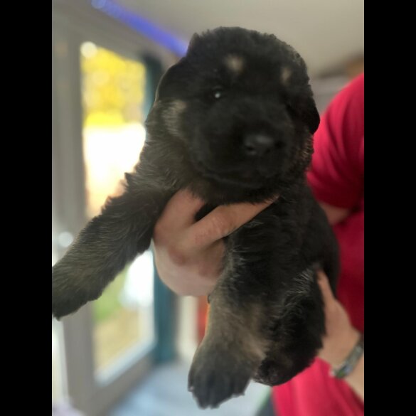 German Shepherd (Alsatian)