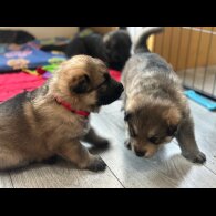 German Shepherd (Alsatian)