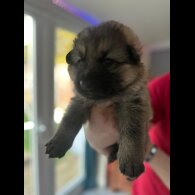 German Shepherd (Alsatian)