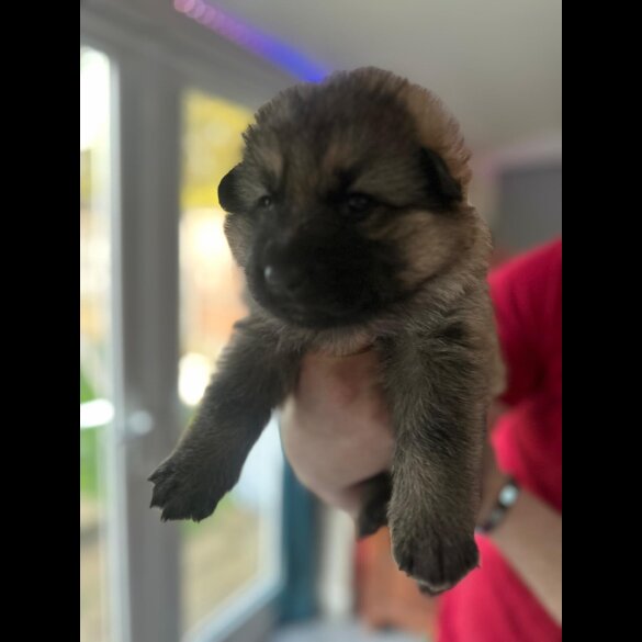 German Shepherd (Alsatian)