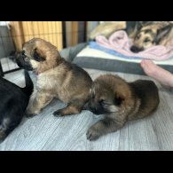 German Shepherd (Alsatian)