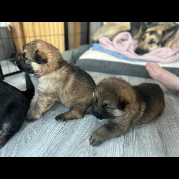 German Shepherd (Alsatian)