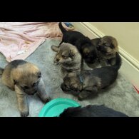 German Shepherd (Alsatian)