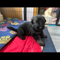 German Shepherd (Alsatian)