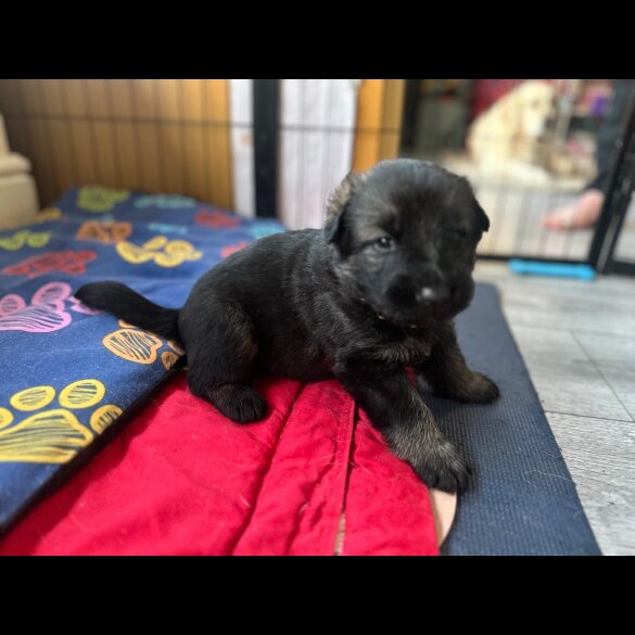 German Shepherd (Alsatian)