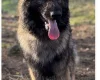German Shepherd (Alsatian)