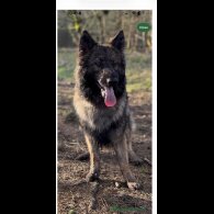 German Shepherd (Alsatian)