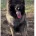 German Shepherd (Alsatian)